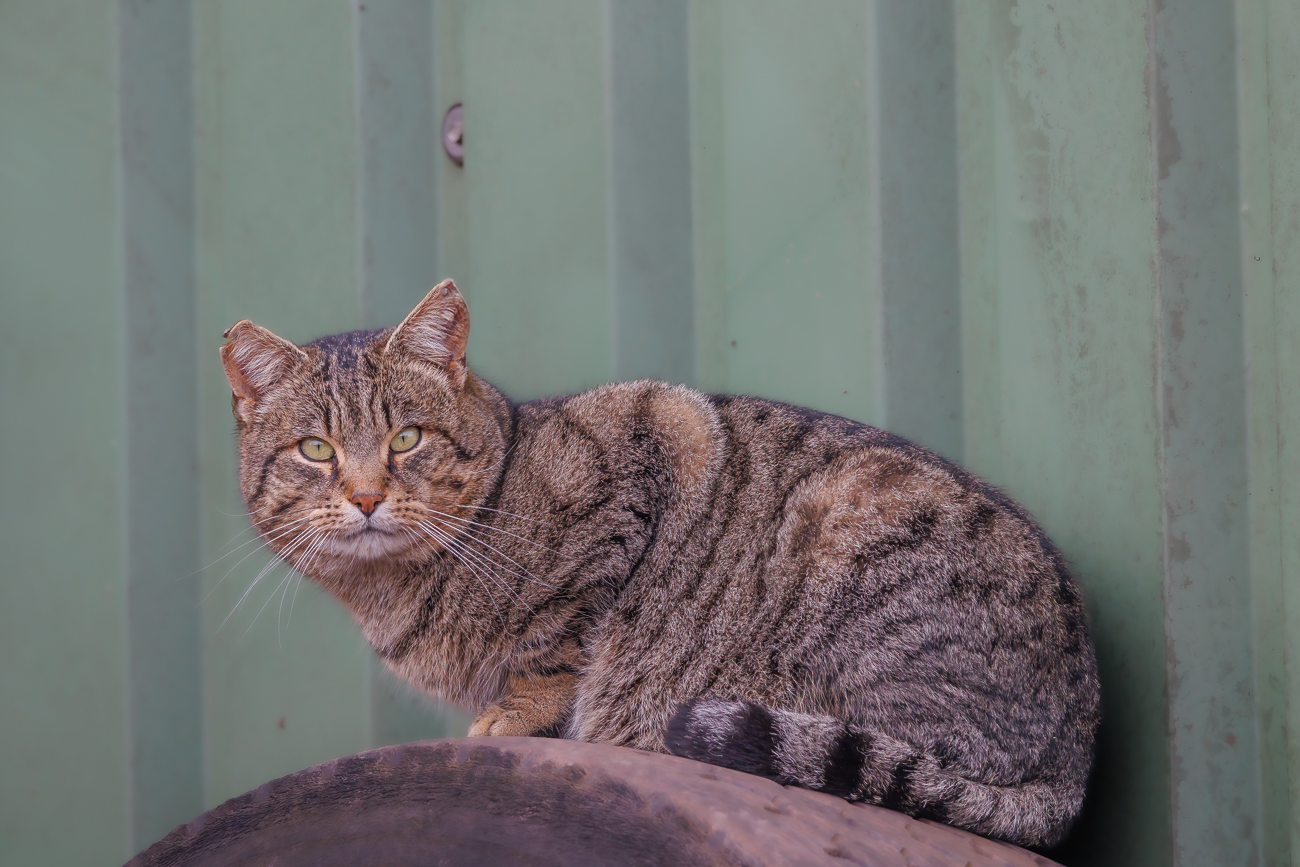 Katze am Kastanienhof