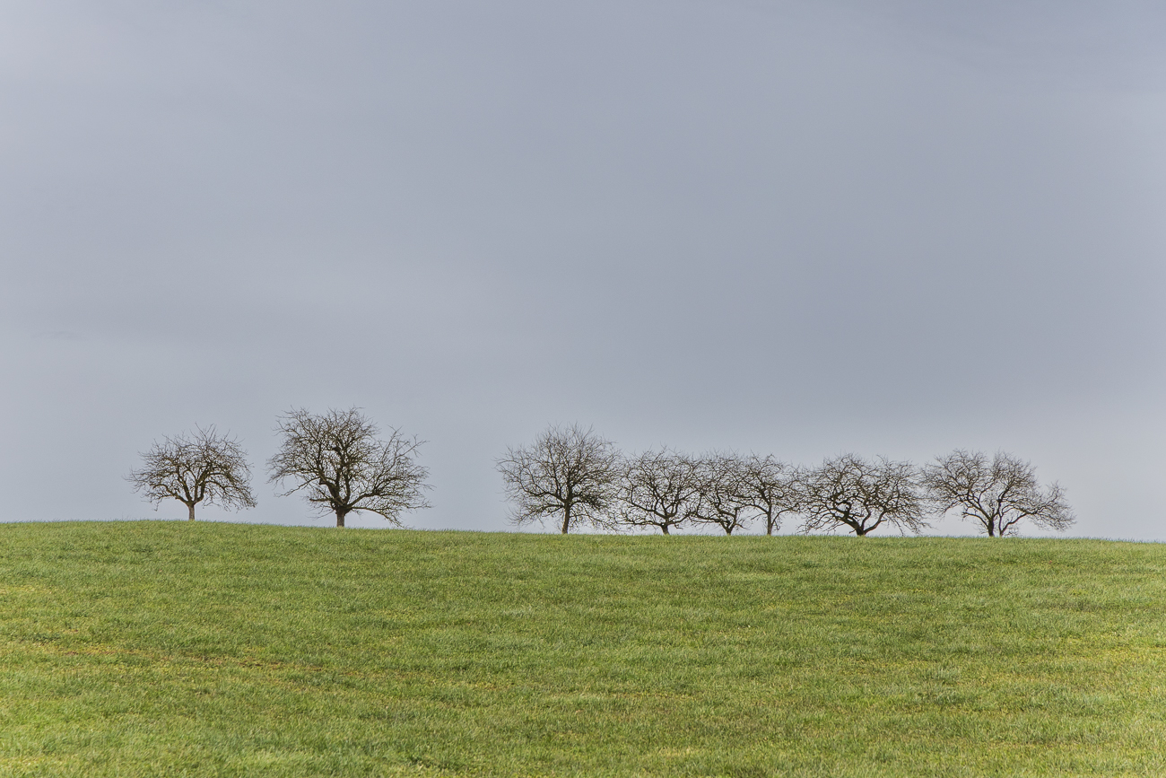 Kahle Obstbäume