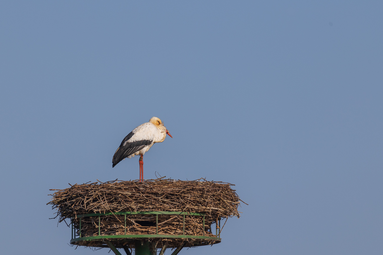 ... wahrscheinlich gehört er zum Nest Nr. 1, dem Partner ist wohl auch kalt ;-)