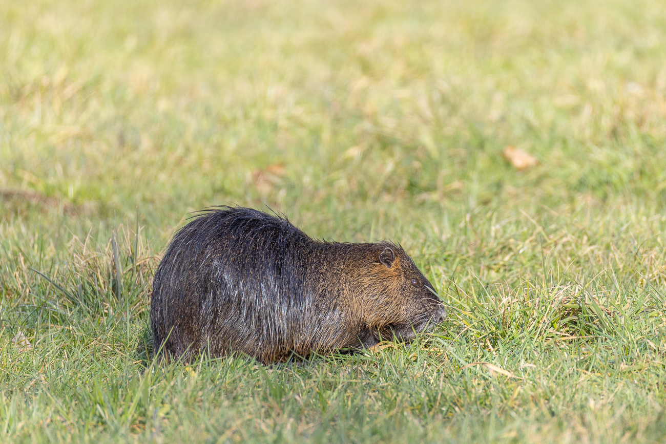 Älteres Nutria