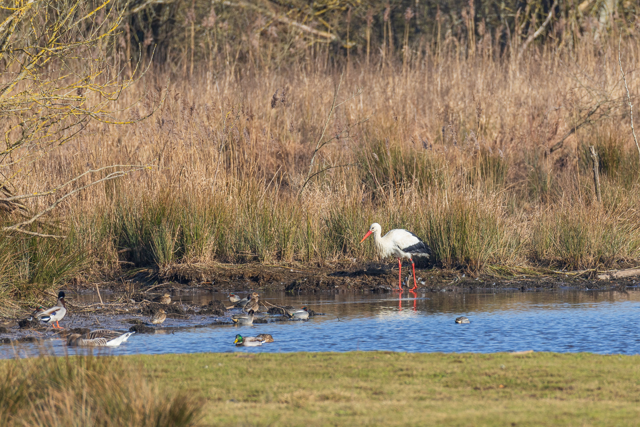 Meister Adebar mit Enten und Gänsen