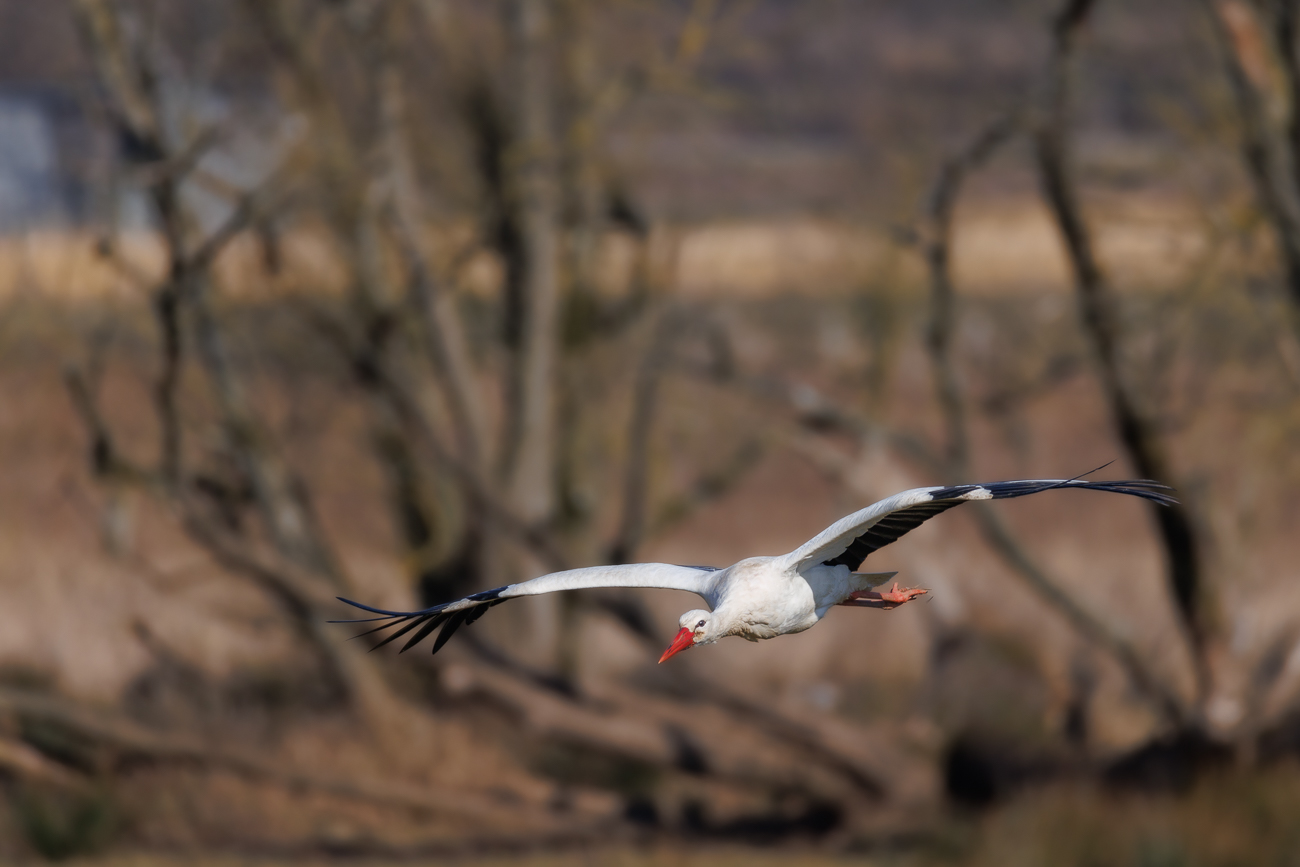 Fliegender Storch