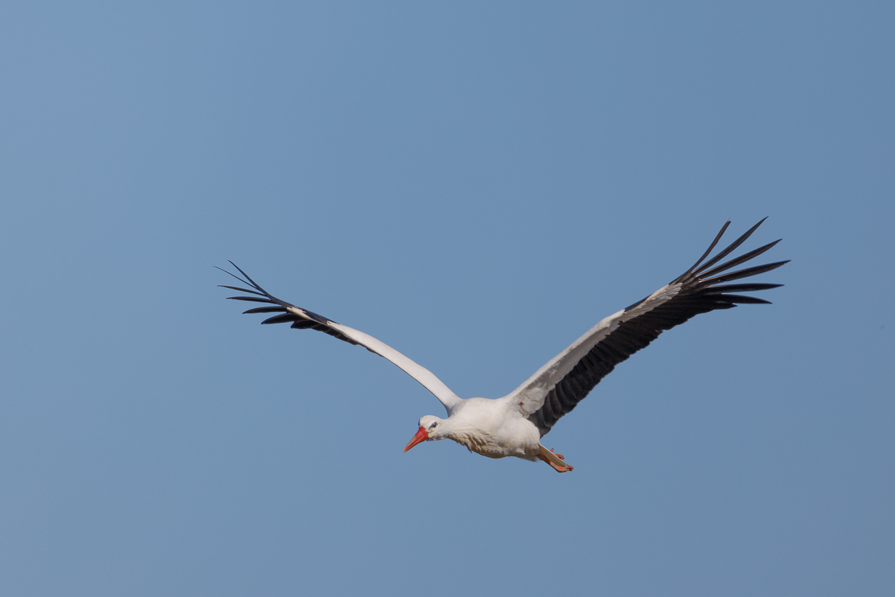 Fliegender Storch