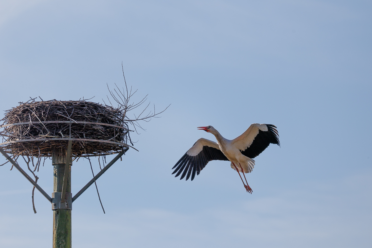 Anflug an Nest Nr. 2