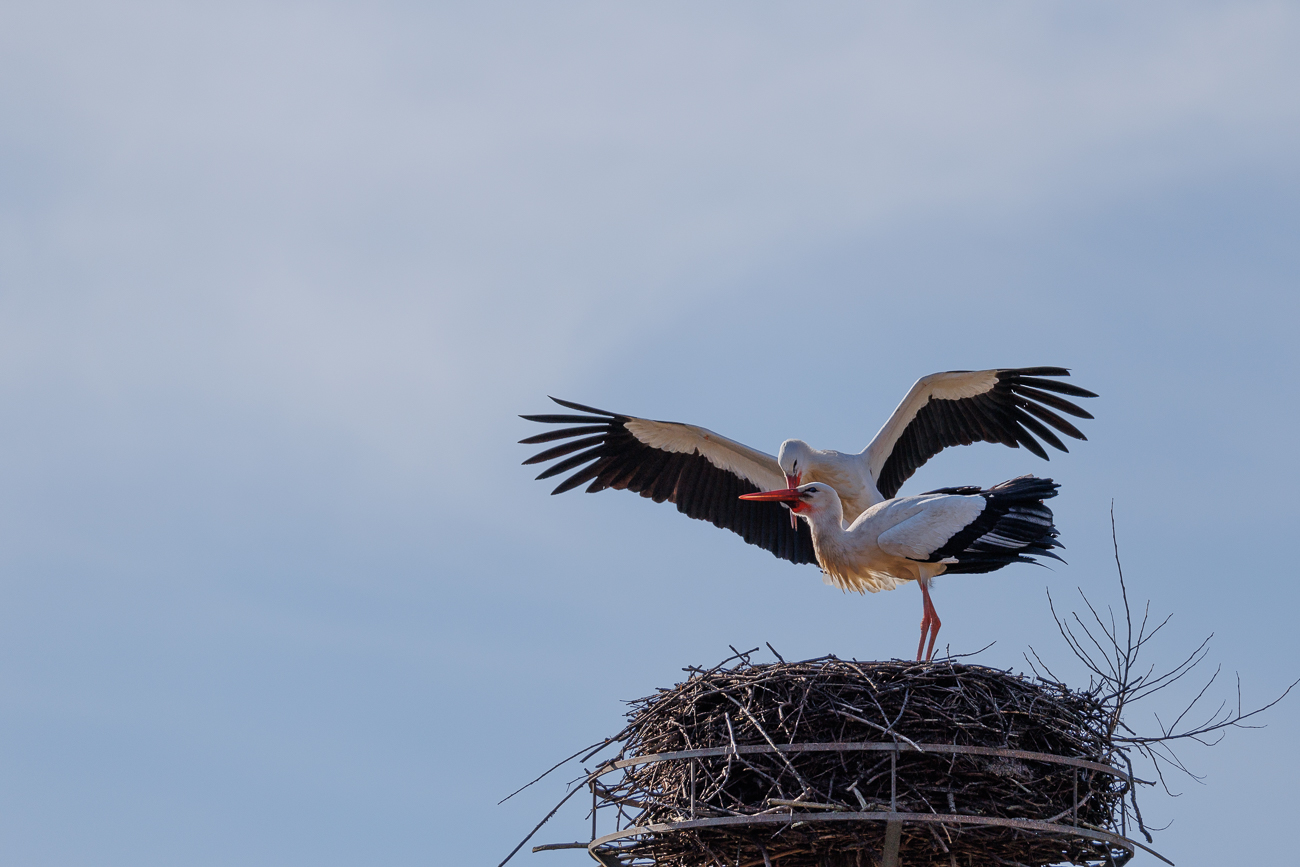 Auch ein zweiter Storch kommt dazu