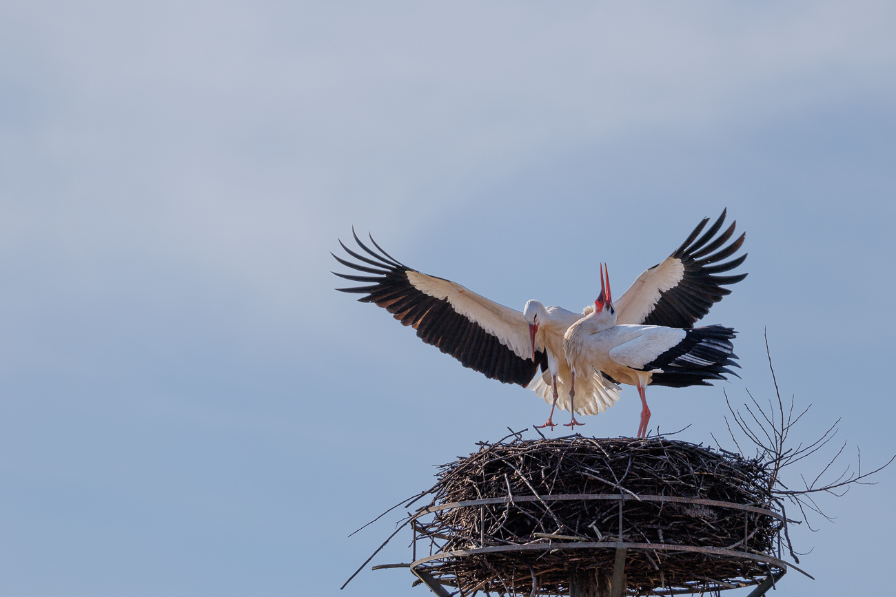 Ich glaube nicht, dass die beiden das richtige Pärchen zum Nest sind ...
