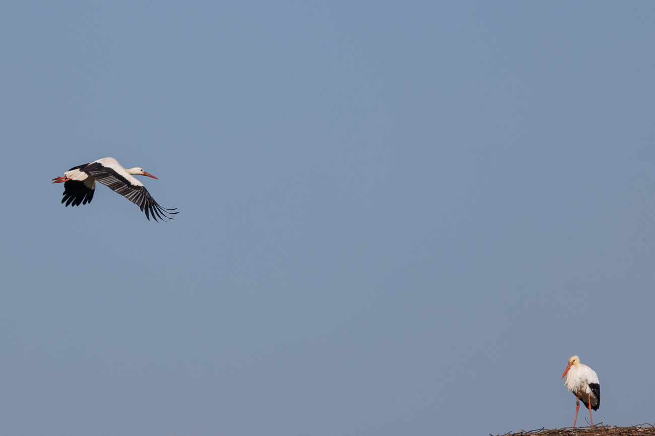 ... denn sie fliegen gleich wieder davon und über das Nest Nr. 1 ...