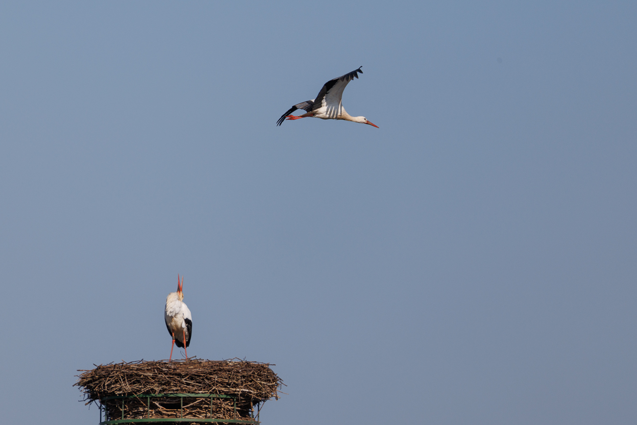... dessen Bewohner sich sofort über den Fremdstorch beschwert