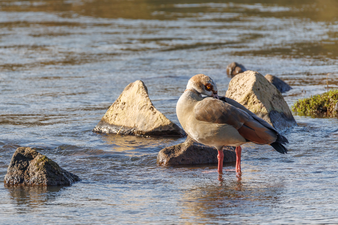Nilgans bei der Gefiederpflege