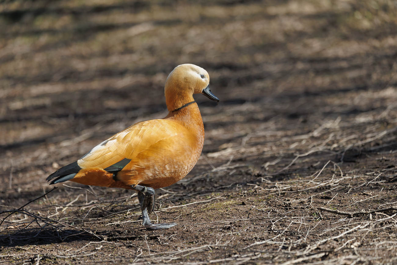 Die Rostgans [Tadorna ferruginea] kam mir entgegen gelaufen
