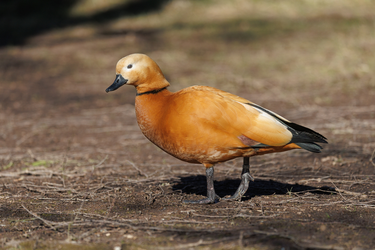 Natürlich habe ich auch auf Abstand geachtet und sie nicht bedrängt