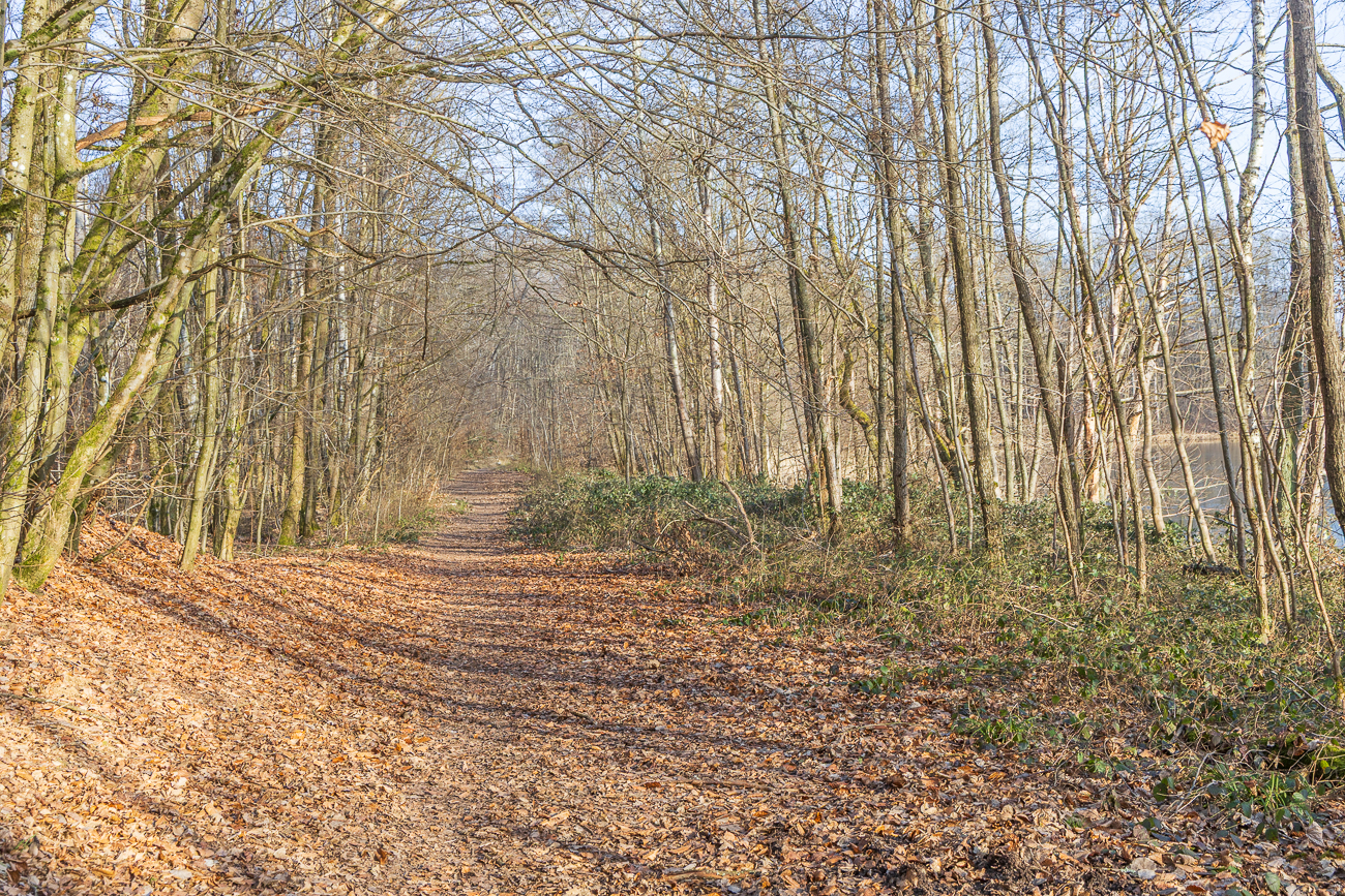 Breiter Waldweg entlang des Heinitzer Weihers