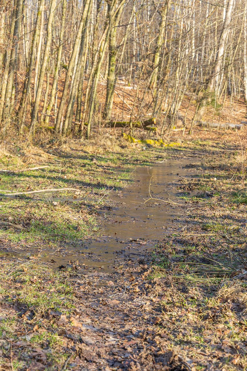 Die Pfützen sind zum Glück gefroren ...