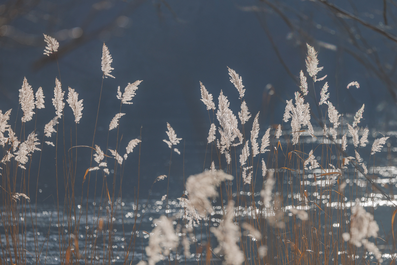 Schilf im Gegenlicht