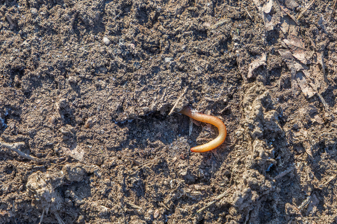 Ein gefrorener Regenwurm, ob der in der Somme noch mal zum Leben erweckt wird?