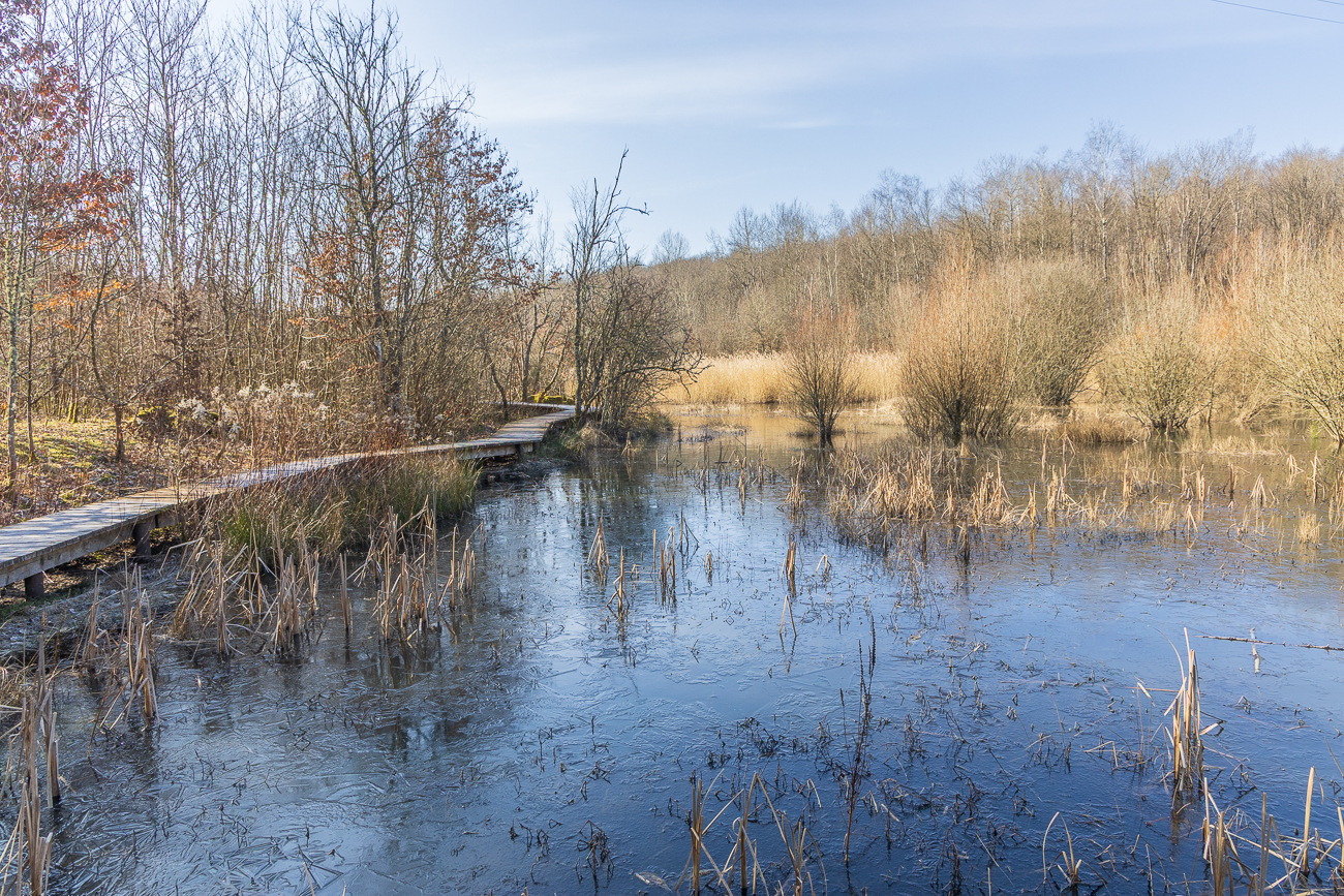 Holzsteg am Heinitzer Biotop