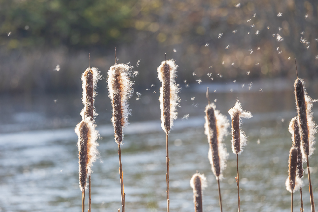 Der Wind lässt die Flugsamen davon wehen