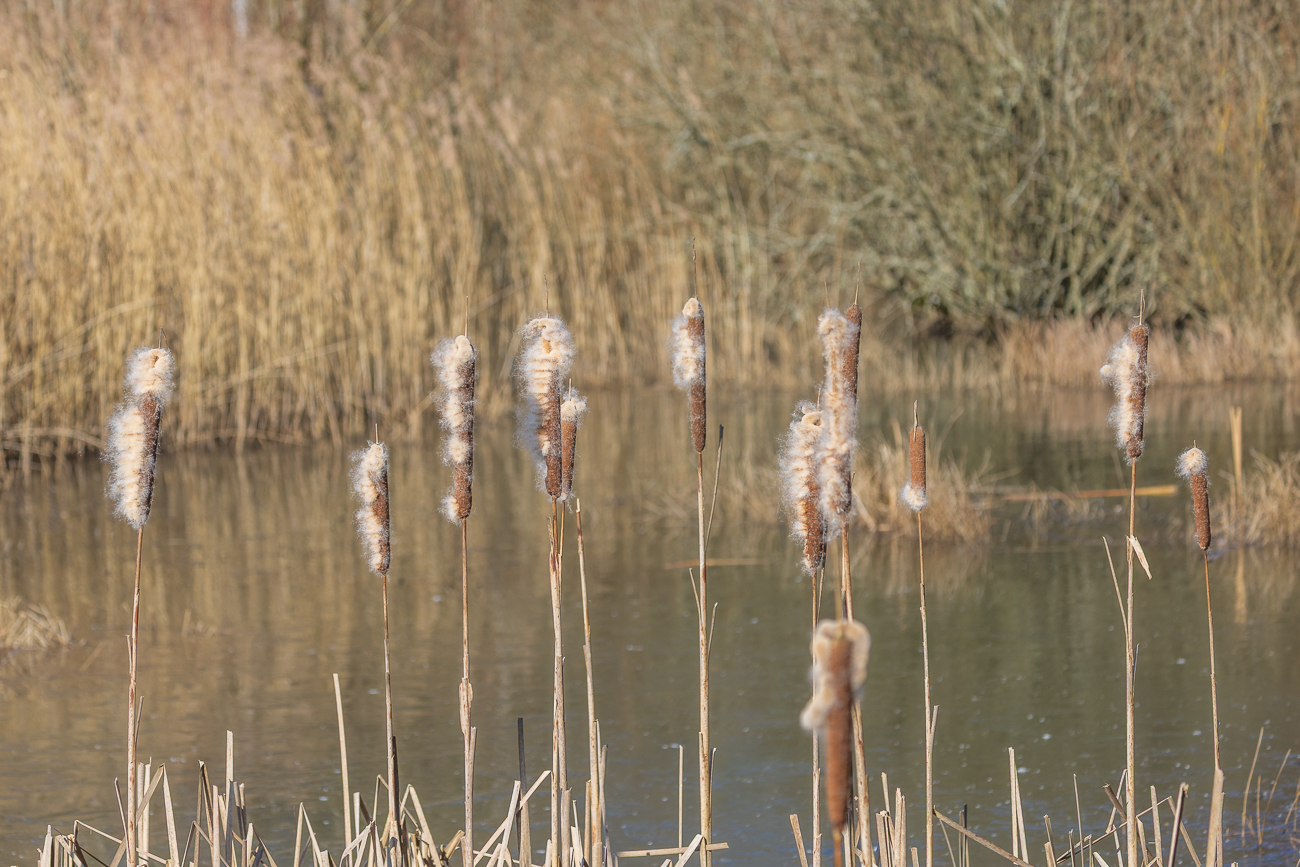 Etwas zerzaust sehen die Rohrkolben nun schon aus ;-)