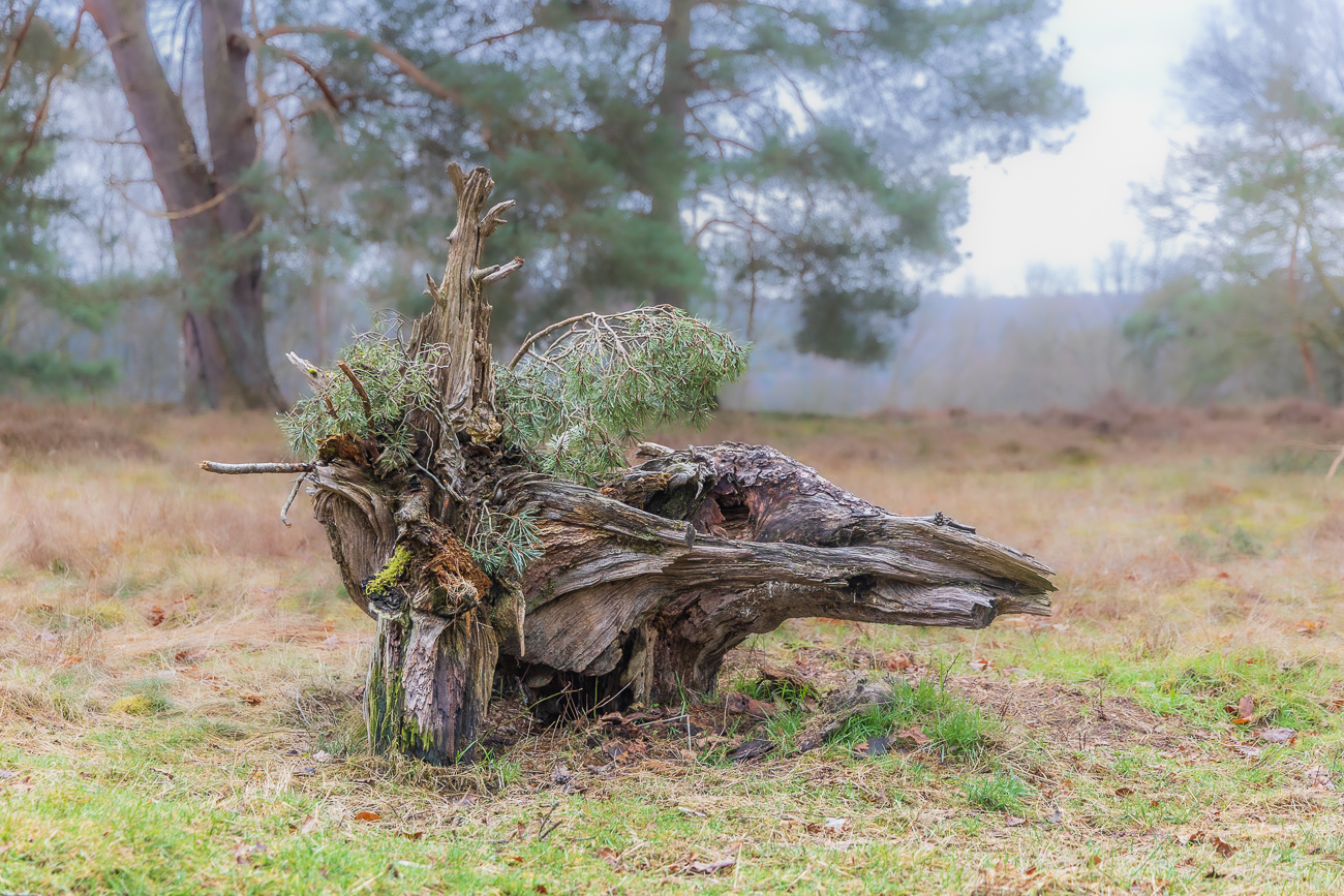 Alter Baumstumpf