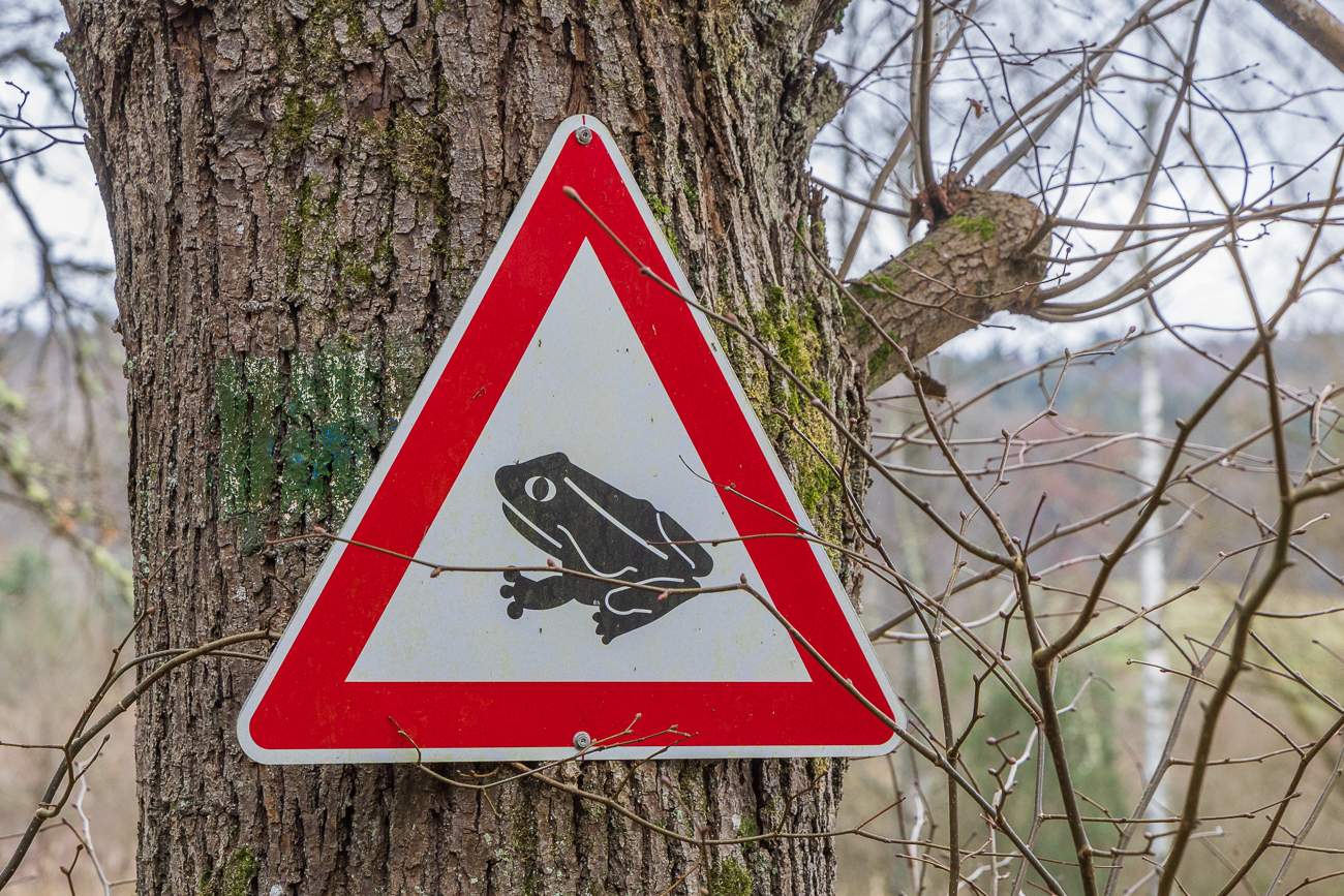 Die Krötenwanderung steht bevor, wenn es denn wärmer wird