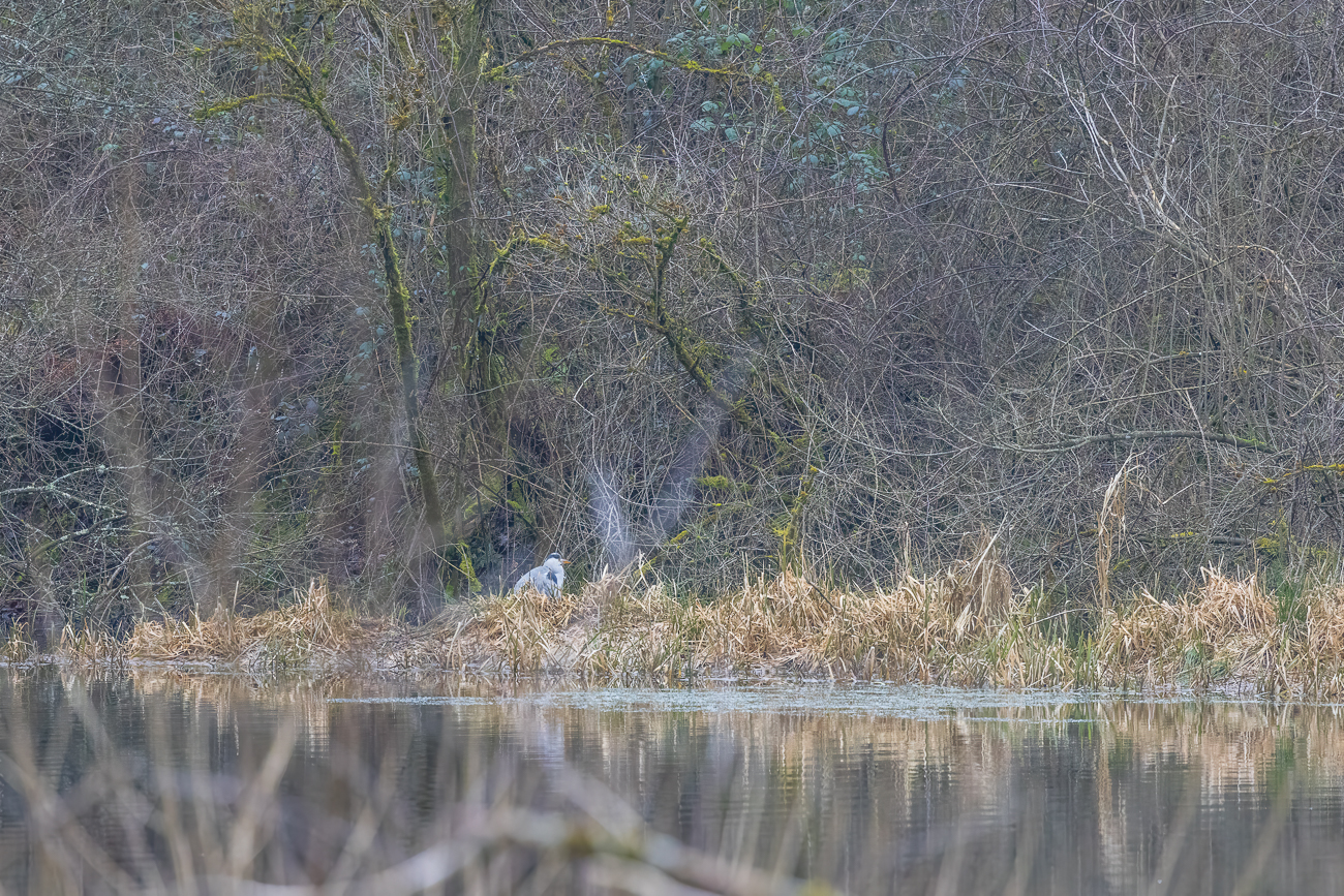 Der Graureiher wartet auch schon auf die Amphibien