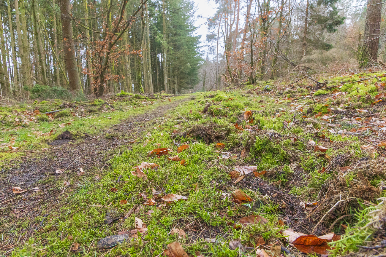 Bei dem grauen Himmel tut das Grün der Seele gut