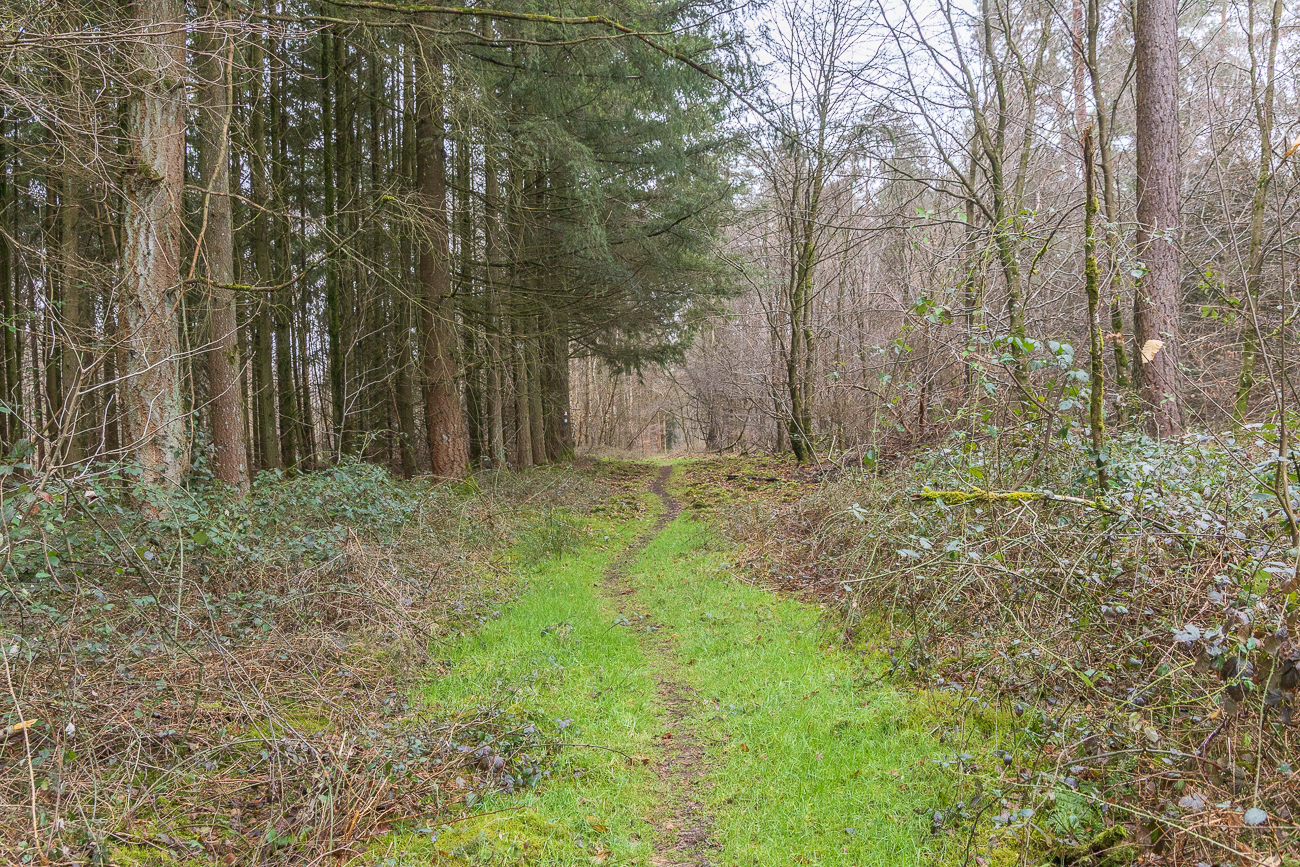 Schöner Pfad, mal flach ...