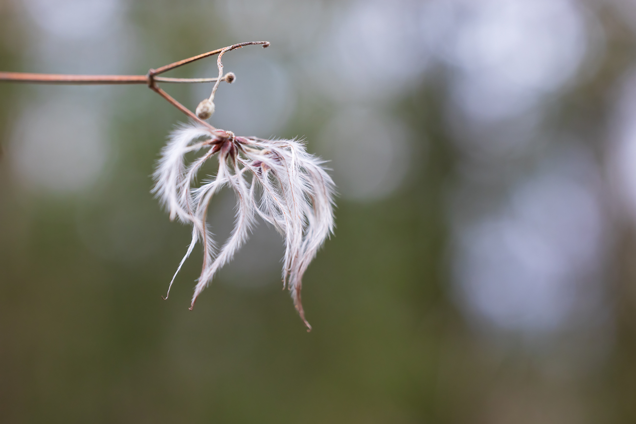 Rankende Waldrebe [Clematis vitalba]