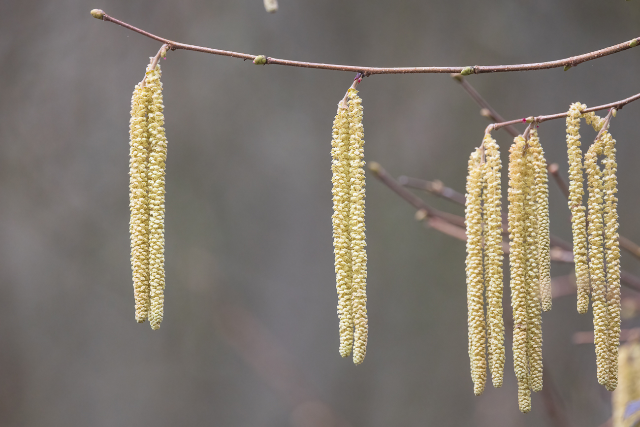 Schnabel-Hasel [Corylus cornuta Marshall]