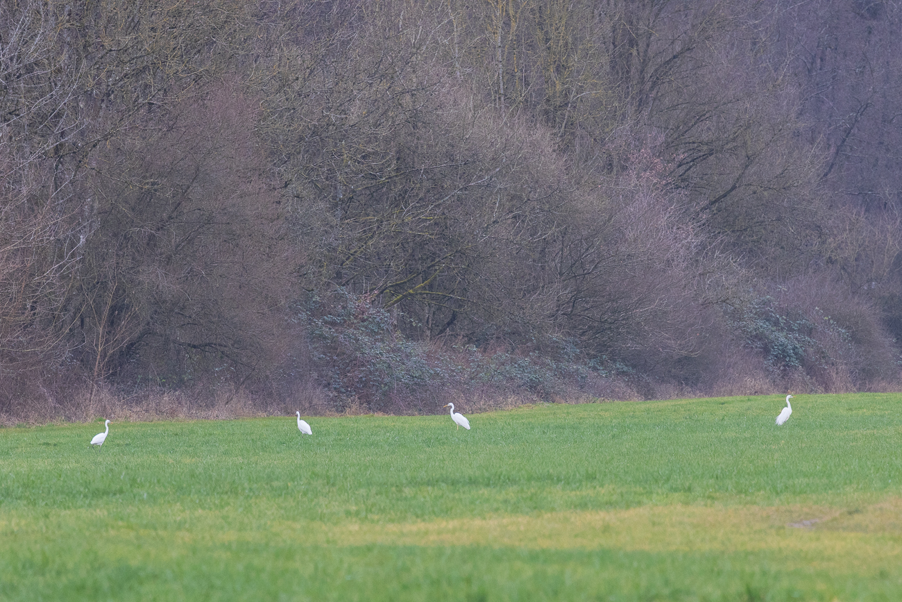 Auf den feuchten Wiesen im Bliestal ...