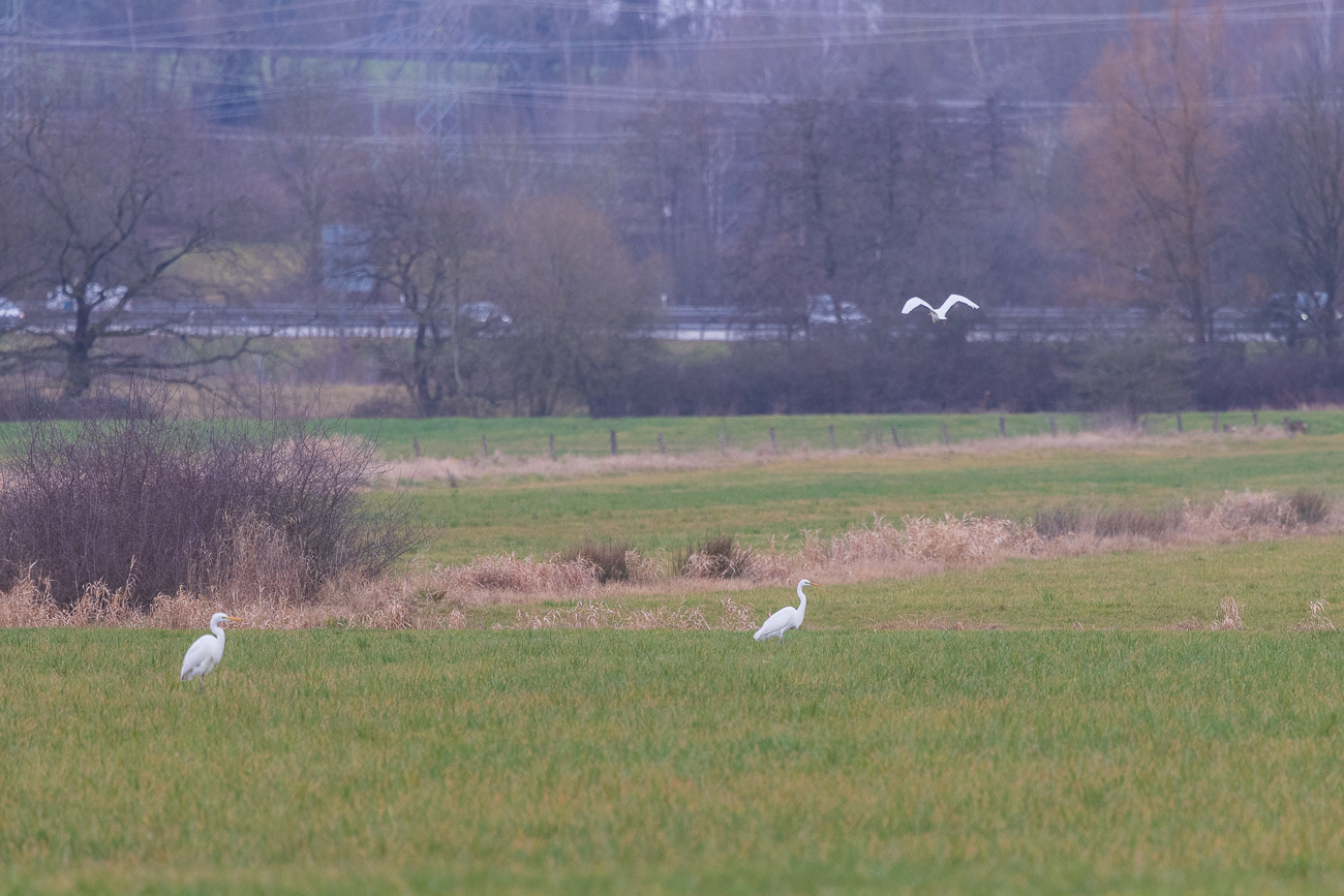 ... stehen einige Silberreiher