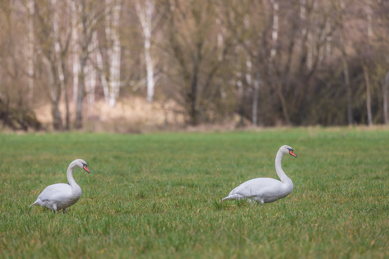 ... komische Störche ;-)