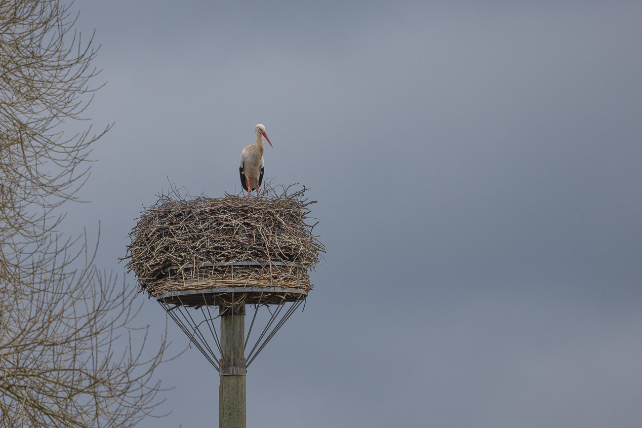 Doch da ist auch Meister Adebar