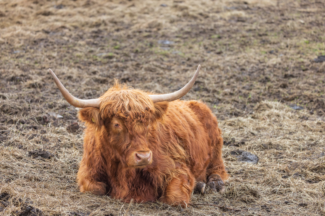 Schottisches Hochlandrind