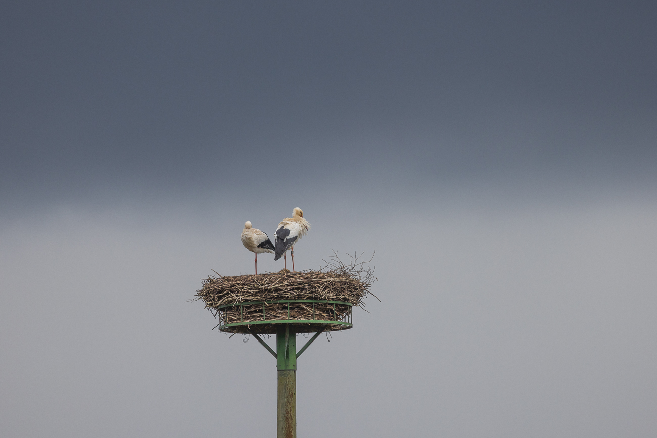 Den Schnabel tief im Gefieder vergraben
