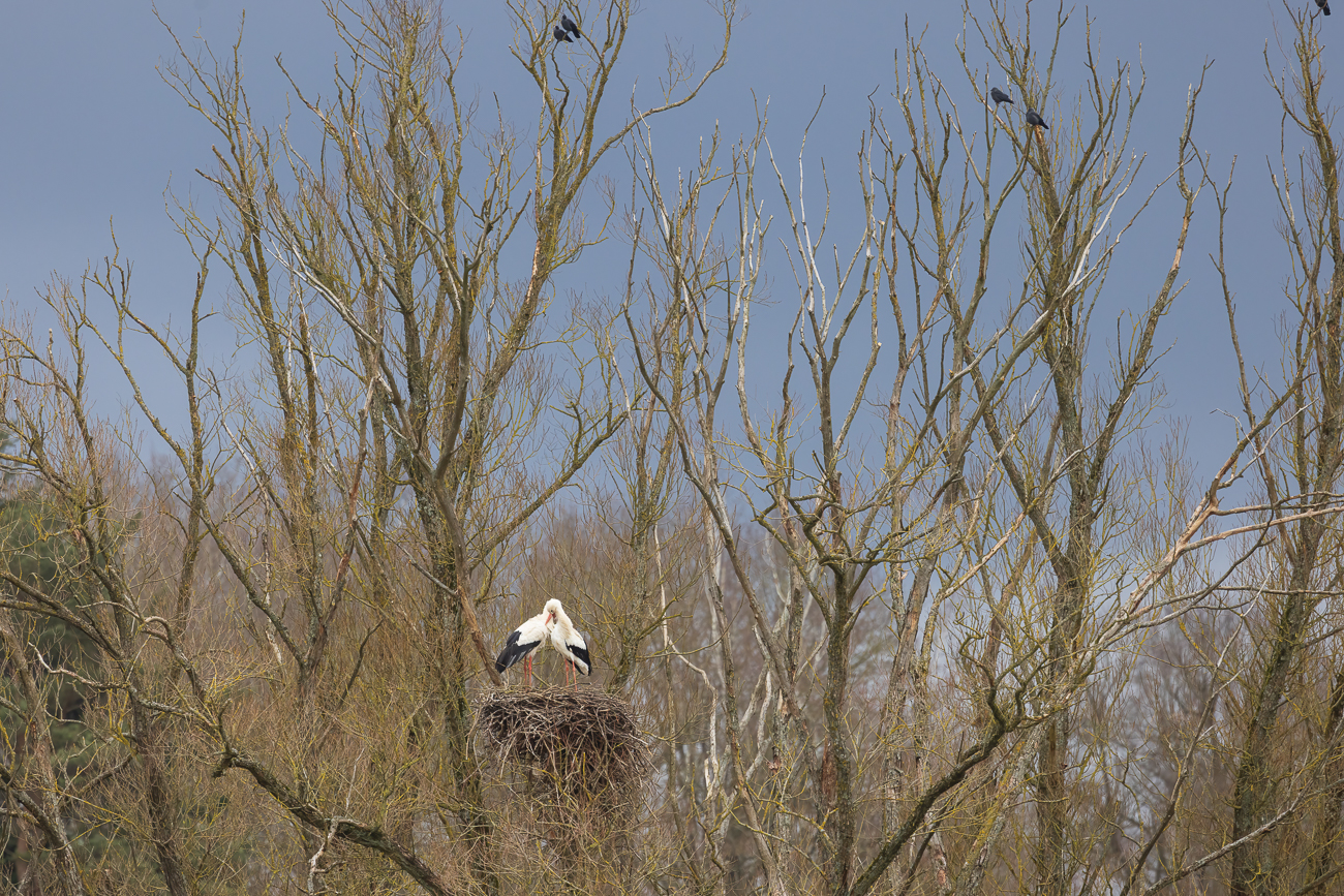 Störche und Dohlen