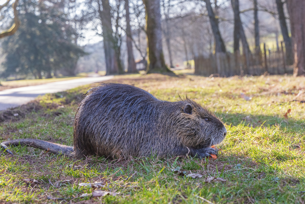 Nutria am Furpacher Weiher