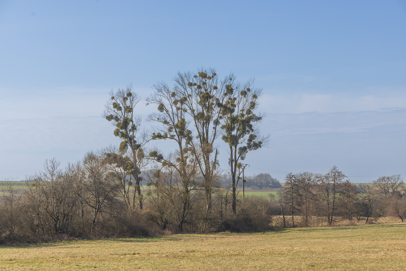 Bäume voller Misteln