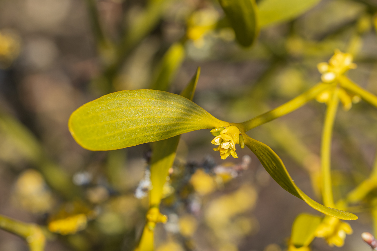 Mistelblüte [Viscum album]