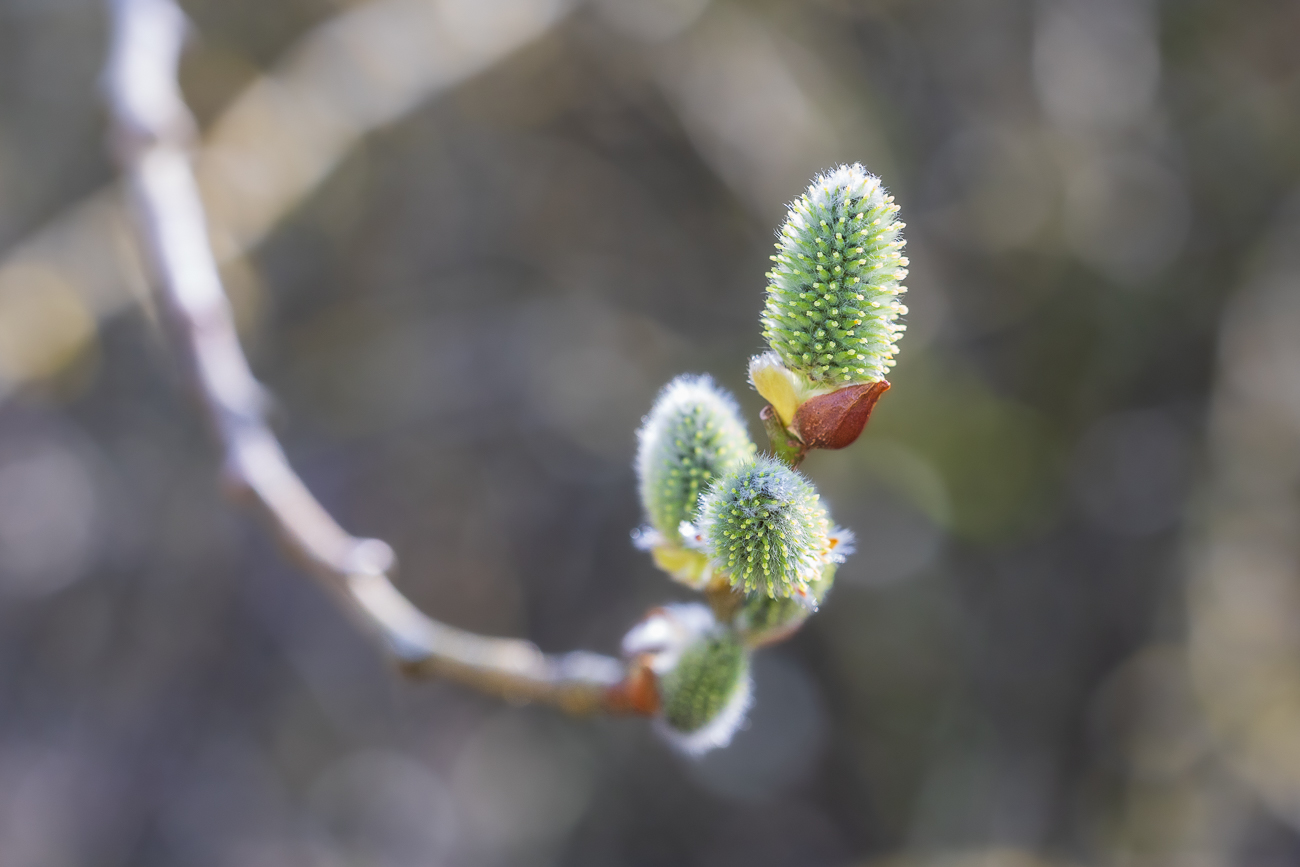 Rostrote Weide [Salix atrocinerea Brot.]