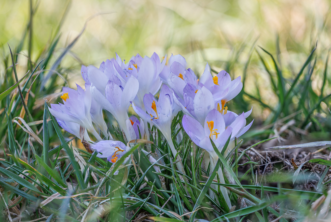Dalmatiner Krokus [Crocus tommasinianus]