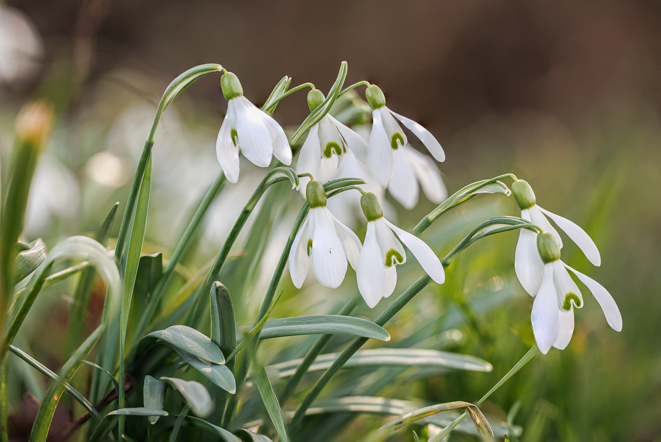 Echtes Schneeglöckchen [Galanthus nivalis]