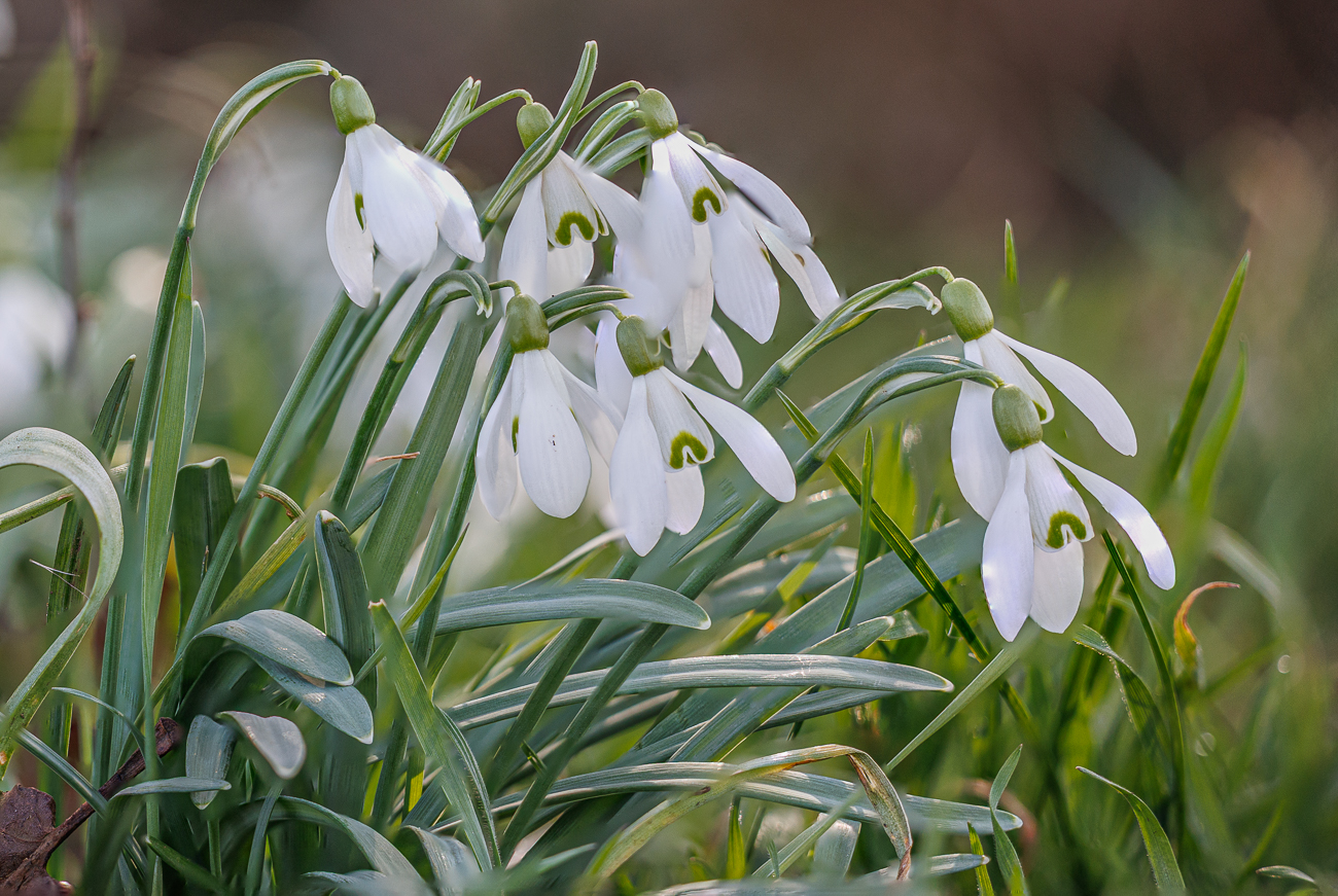 Echtes Schneeglöckchen [Galanthus nivalis]