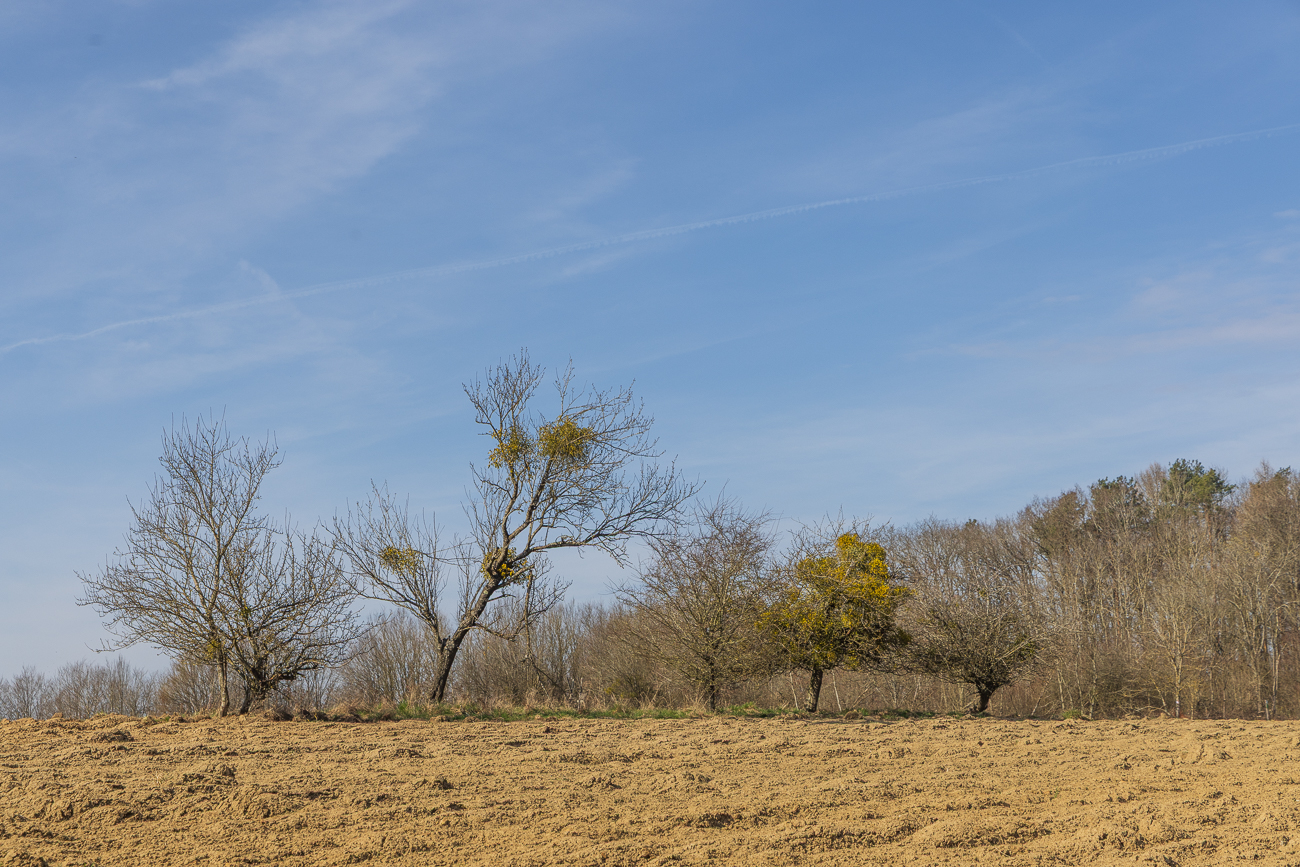 Wieder Misteln an den Bäumen