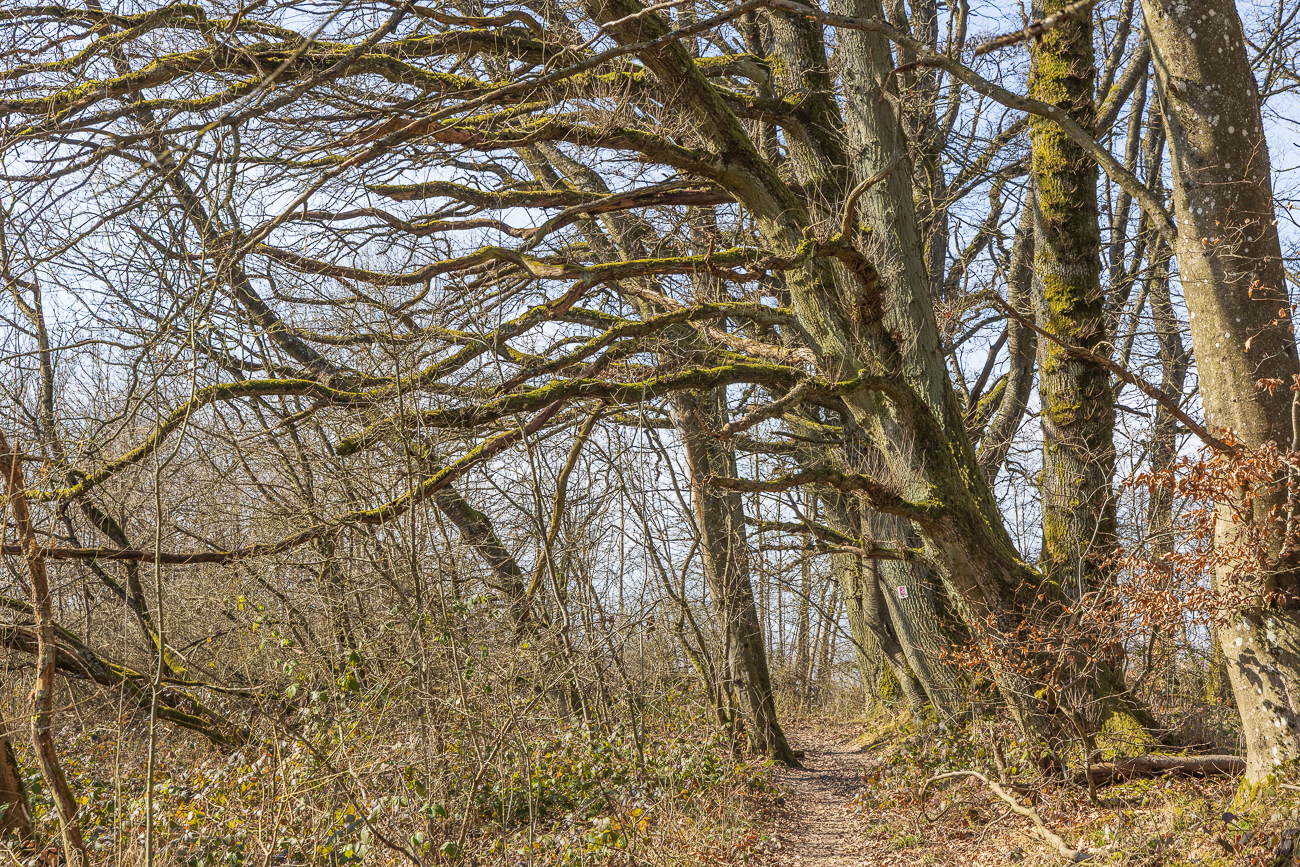 Es scheint, als ob die Bäume nach einem greifen ;-)