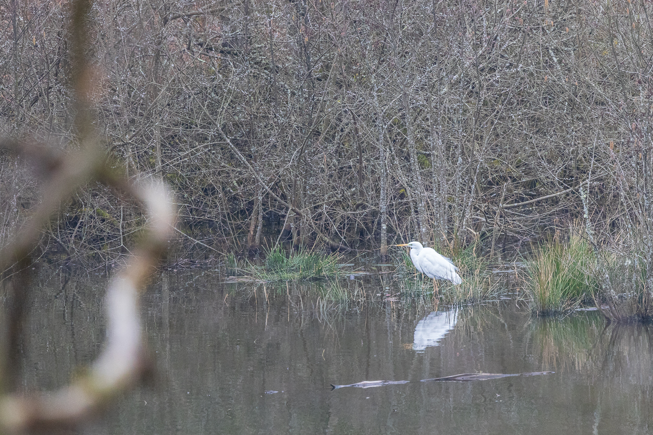 Silberreiher am Ufer