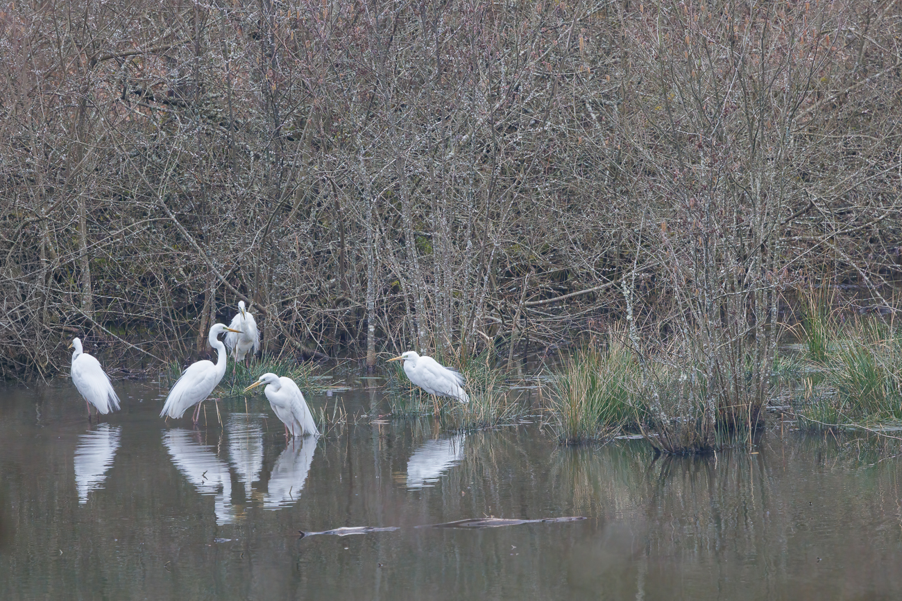 Und da waren es schon fünfe an der Zahl