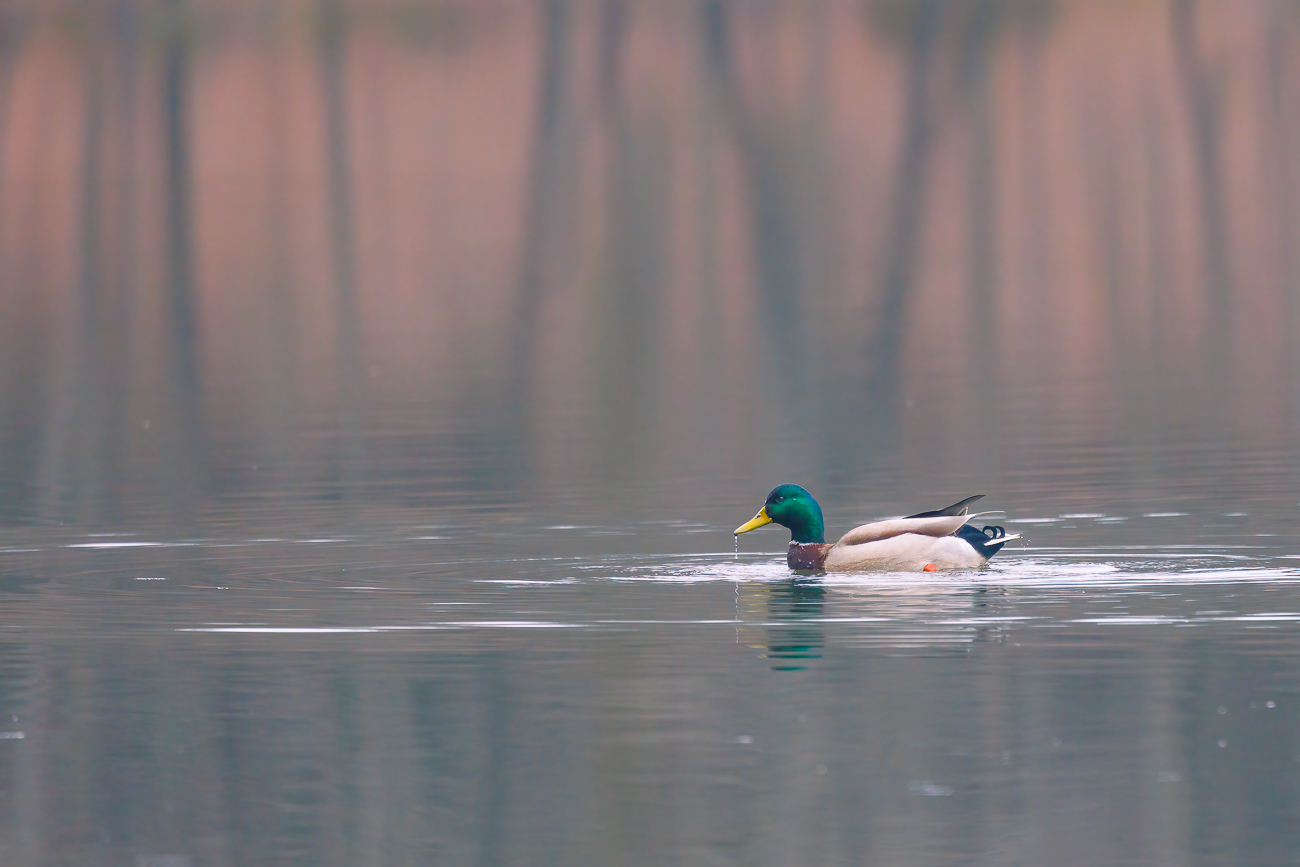 Männliche Stockente