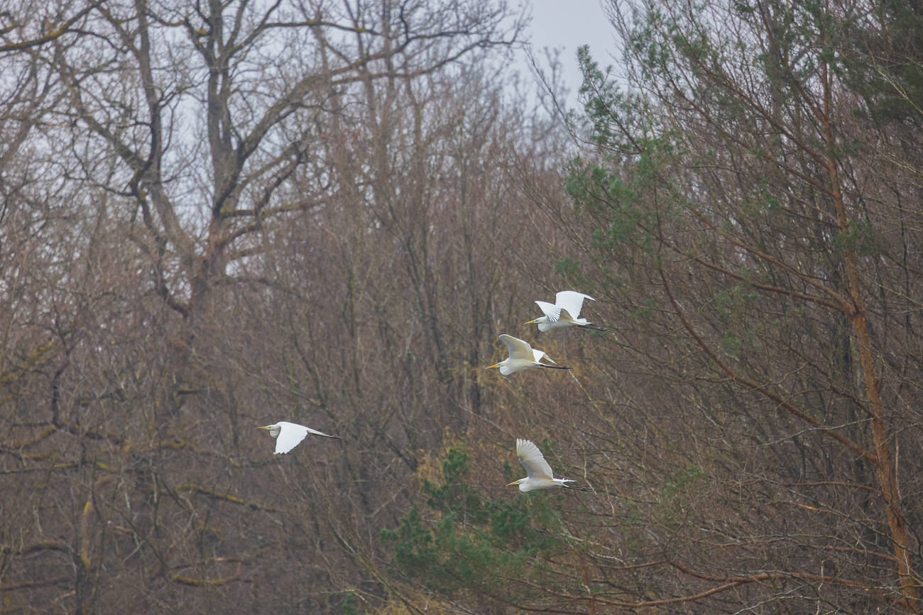 Vier der fünf Silberreiher fliegen davon