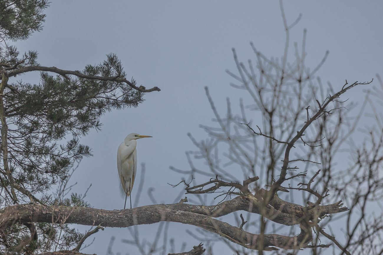 Silberreiher hoch oben auf einem Baum